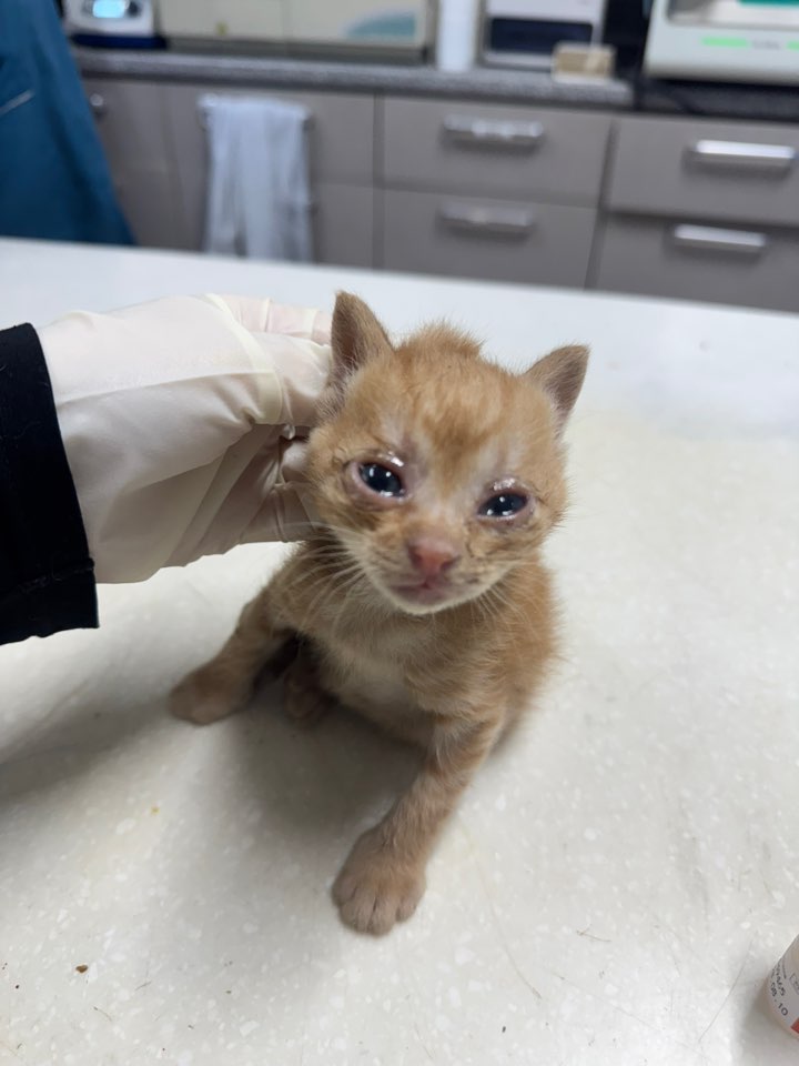 종료(자연사) 한국…